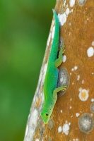 Felsuma - Phelsuma sundbergi - Seychelles Giant Day Gecko o1257